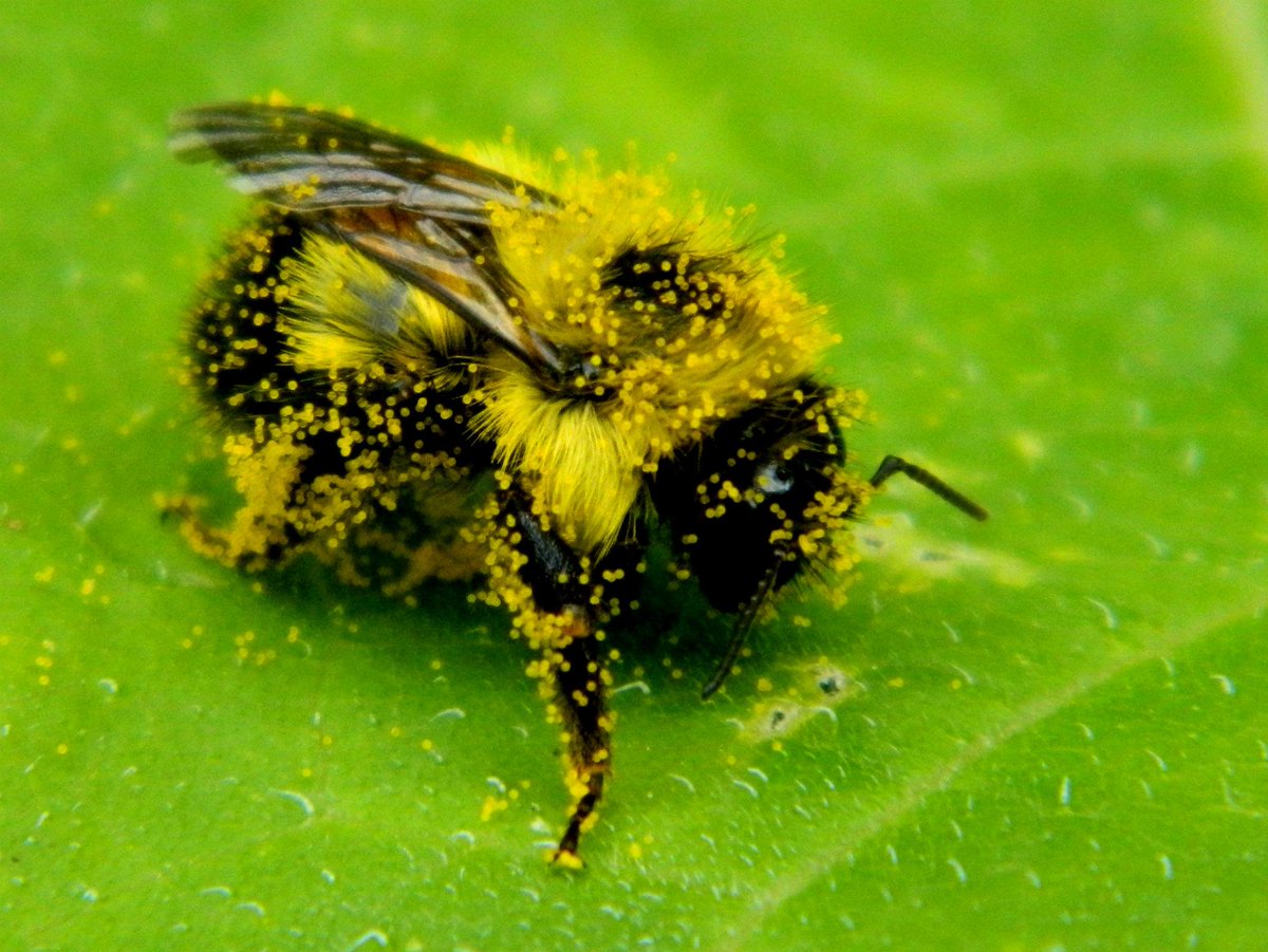 jamisonervin's tweet photo. Happy #WorldBeeDay - 3/4 of our global food crops, including 🍏🍐🍊🍉🍓🥑🍆🌶️🥒🌽☕️🍩 (okay, maybe not doughnuts, but at least the #chocolate on top) depend on #pollinators. Learn more at @IPBES report https://t.co/eByVEaa6VD #naturefordevelopment https://t.co/7L6rNYJCs6
