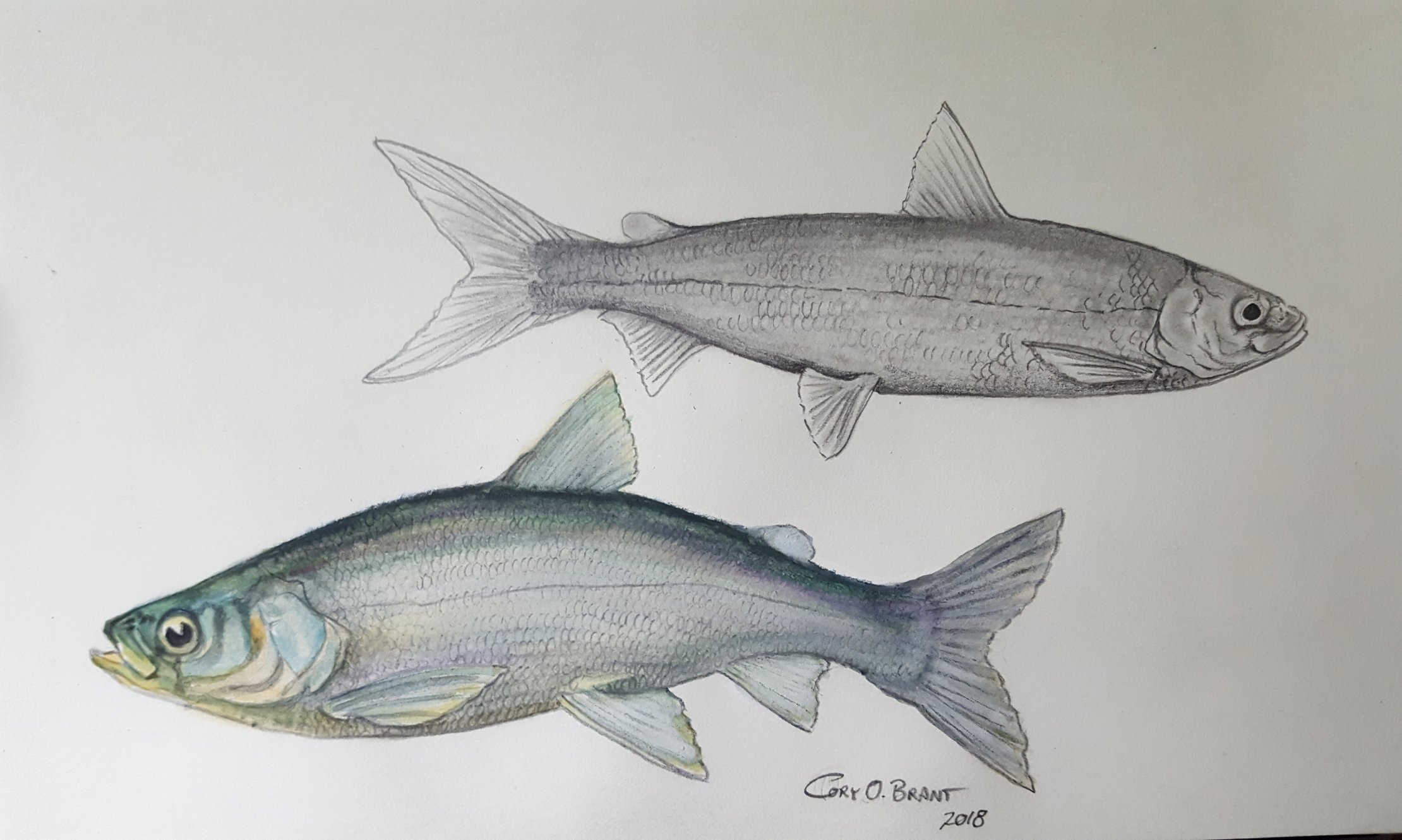 Cory Brant on X: This #SundayFishSketch is a tribute to cisco (aka lake  herring, chub, bloater, tullibee) of the #GreatLakes. #graphite #watercolor  #GreatLakesSci #SciArt  / X