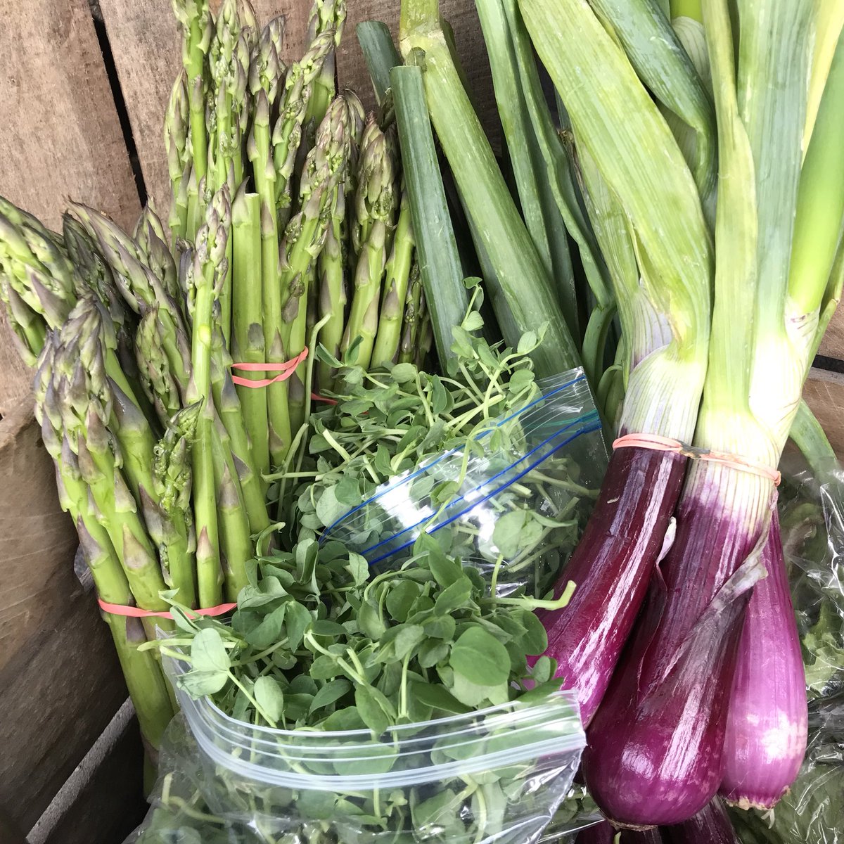 Livin' the Pie Life (LivinThePieLife) Twitter