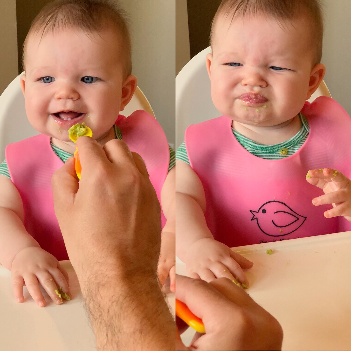 KaciAitchison's tweet photo. First taste of solids was obviously a huge success and I think it’s pretty clear we have a distinguished foodie on our hands. 😂🤦🏻‍♀️🥑
#foodie #gourmet #futuretopchef 
#babysfirstfood #avocado https://t.co/4hAgAIOBDB