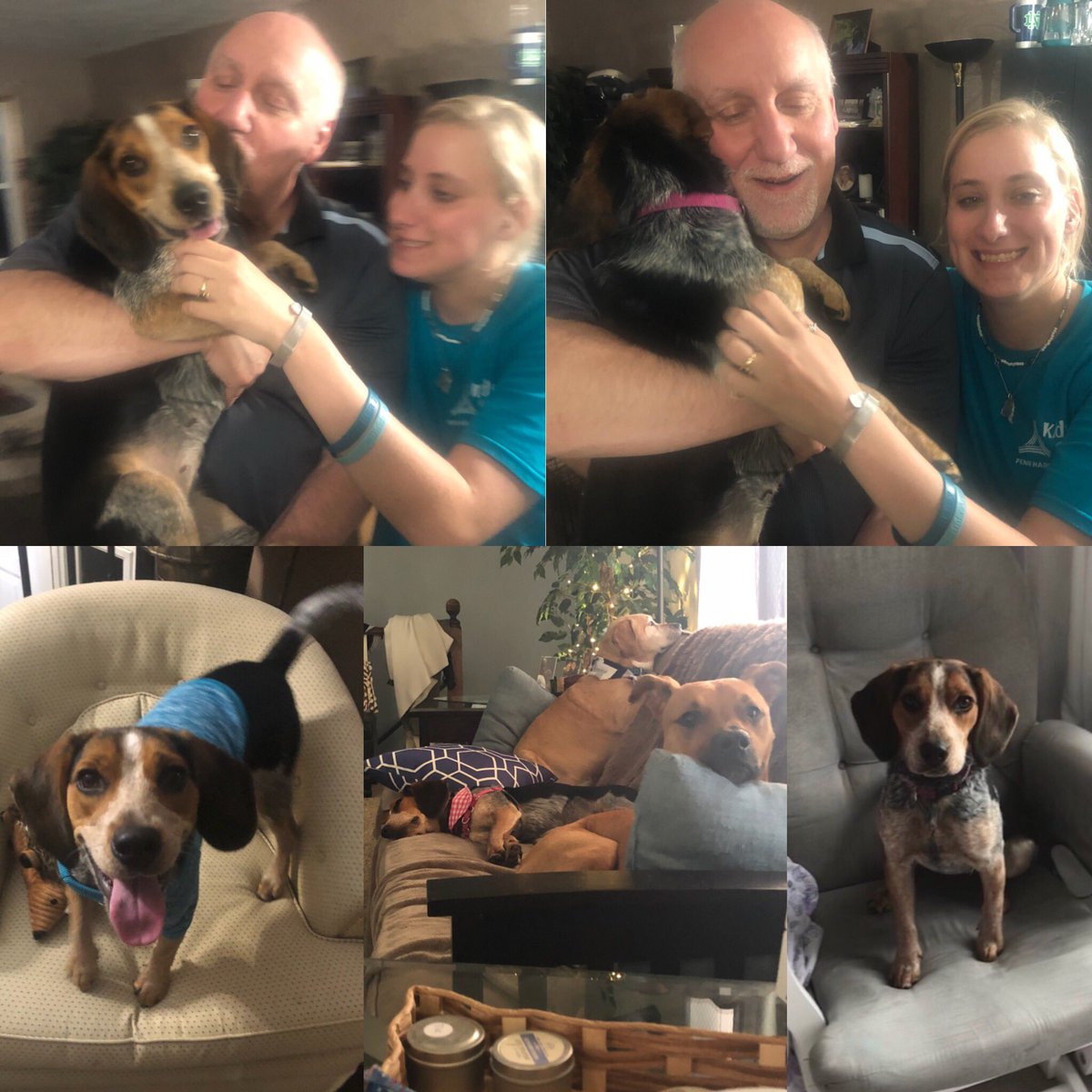 jillyyannn's tweet photo. Soooo ry &amp; I did a thing this week 🤗 we rescued this beautiful 11 month old full blooded blue tick beagle from Kokomo and SURPRISED Jamie and dad with their new furbaby “Bailee” 😱🐶😍 #Rescued #HappyMoments #Fate https://t.co/m9pcojrmKA