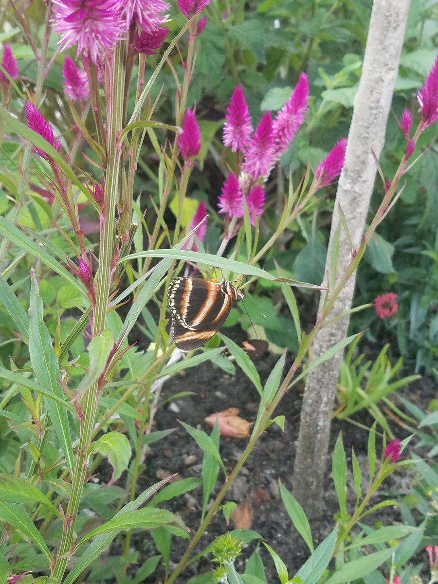 I love the butterfly exhibit at the NC Ft. Fisher Aquarium! #FortFisherAquarium #butterflyexhibit #outaboutnc