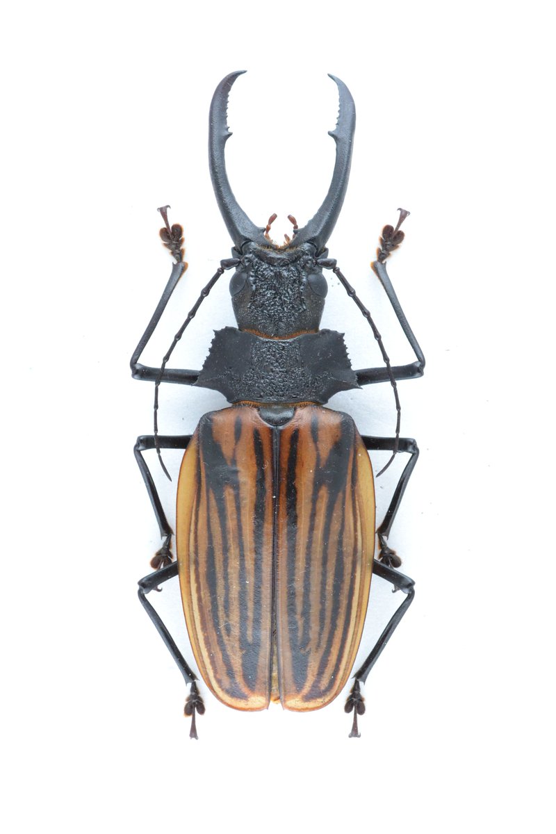 Coleoptera7777 コロンビア産オオキバウスバカミキリ Macrondontia Dejeani 117mm