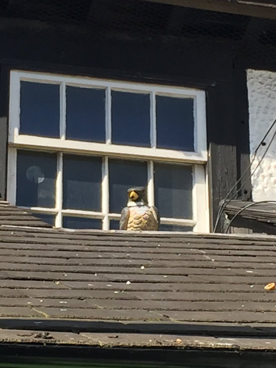 djtomhowe's tweet photo. Falcon chillin in the beer garden https://t.co/gY7VxGst0C