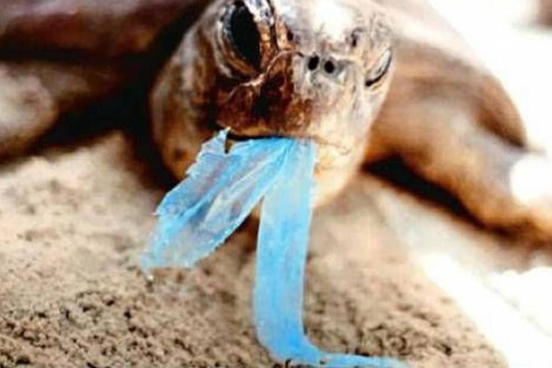 sopitas's tweet photo. Hay que aplaudir este tipo de iniciativas: Veracruz, primer estado que prohíbe uso de bolsas y popotes de plástico🐢🐢🐢 https://t.co/KSG5iY26t0 https://t.co/NqbSAHBph1