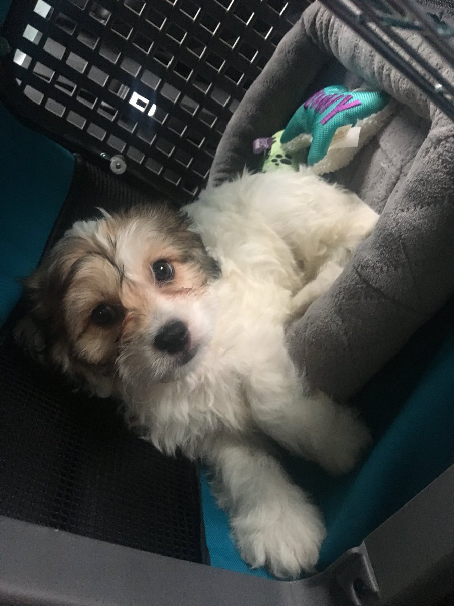 aliciauknowit's tweet photo. After 5 months of non stop begging it finally happened meet eevee my new pup https://t.co/dXzWxCUj1Z