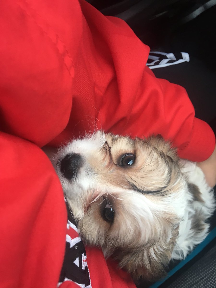 aliciauknowit's tweet photo. After 5 months of non stop begging it finally happened meet eevee my new pup https://t.co/dXzWxCUj1Z