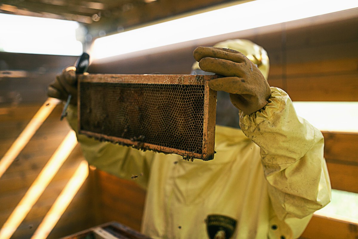 Lamborghini tweet media