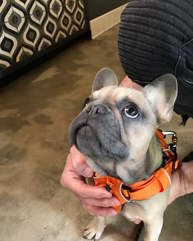HabitatCoffeeLA's tweet photo. Things are looking up!
habitat / neighborhood coffee shop &amp; cafe
#HabitatCoffeeLA #DogsOfHabitat https://t.co/RerXiRbGwu