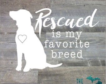 suziday123's tweet photo. Rescued is my favorite breed 🐶❤️ #NationalRescueDogDay https://t.co/Pvy8N4YkNk