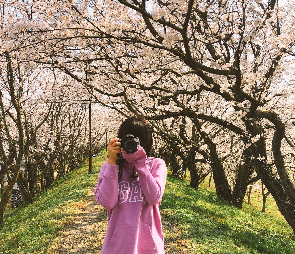 PICTO1006's tweet photo. 春は一瞬。 https://t.co/Mtj7myTyIk