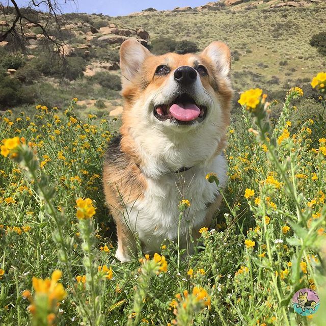 corgi_zero's tweet image. Do you have a map?🗺 Because I’m lost in your eyes.... the kind of lost that’s exactly like being found 🌼😍 #WHPgetlost #LostInYourEyes #QuantumConnection #SoulSister ift.tt/2rVEvVR