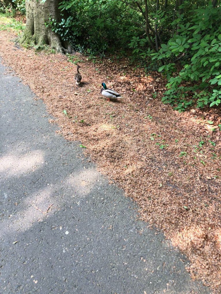 WyffelsC's tweet photo. Eerste kwek supporters aangekomen#clugen https://t.co/DMDEAQihzE