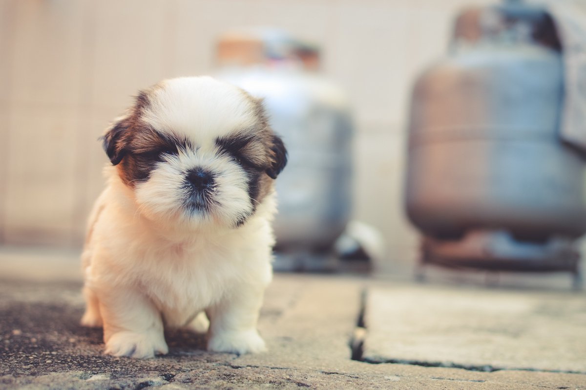 LiveatF1RST's tweet photo. "I would wish you a happy #NationalRescueDogDay, but I can't see through my adorable fur."
--this fuzzmonster
🐶
#DCDogs #PetFriendly #DCLiving #DCApts #Apartments #aPAWtments #LiveAtF1rst https://t.co/ouyLddmCvb