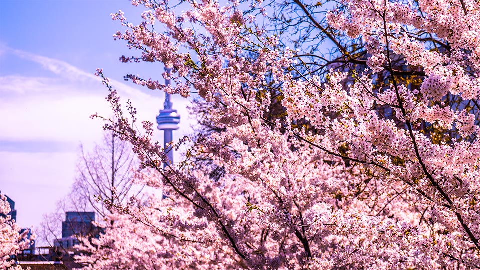 CDGToronto's tweet photo. We live in one of the best cities in Canada #Toronto #gta #best #Numberone https://t.co/ow9SojurXd