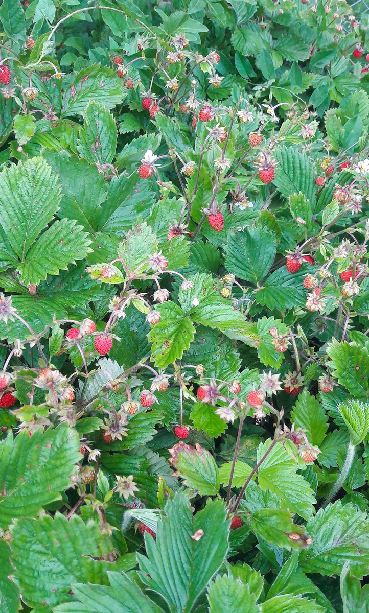 SilviuFoca's tweet photo. Yummy
#Fragi #Bio #DeSezon https://t.co/G3brhAl9L6