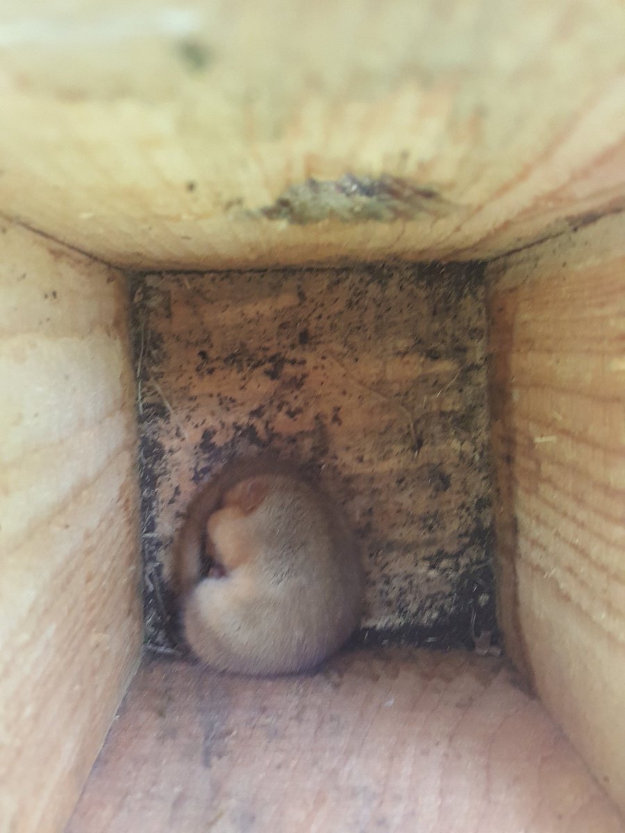 angelicus73's tweet photo. A very rewarding though 'hot' day #dormousing at #GamstonWood &amp; #EatonWood. Seven #dormice in total, plus a #bird'snestorchid with @NottsDormice @PTES @Mammal_Society @NottsBAG @NottsMammals https://t.co/z6PiE0t8xw