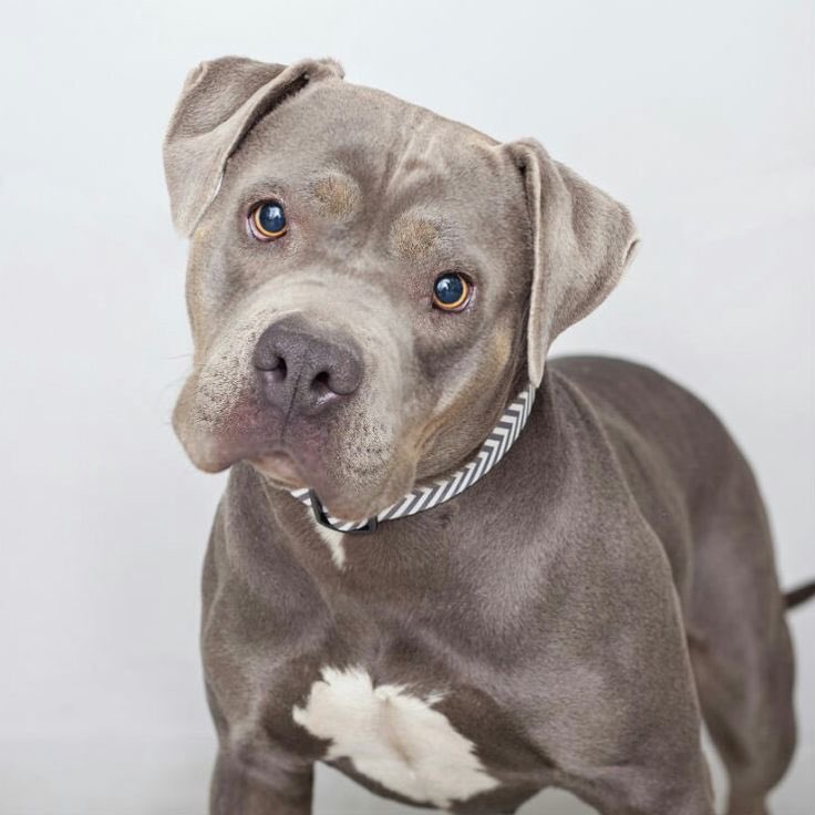 dadjokes1900's tweet photo. #NationalRescueDogDay SAVE THE PITBULLS. Stop this disgusting trend. Help these beautiful animals. If you treat things right they will treat you right. #dontbullymybreed #PitbullDropOff https://t.co/rA5DnV9HlH