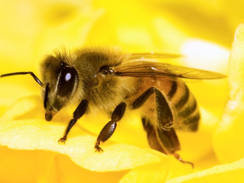 dadjokes1900's tweet photo. #WorldBeeDay this needs to be such a bigger topic and priority. Save the bees my dudes. Let’s talk bees https://t.co/DRJYFCntka