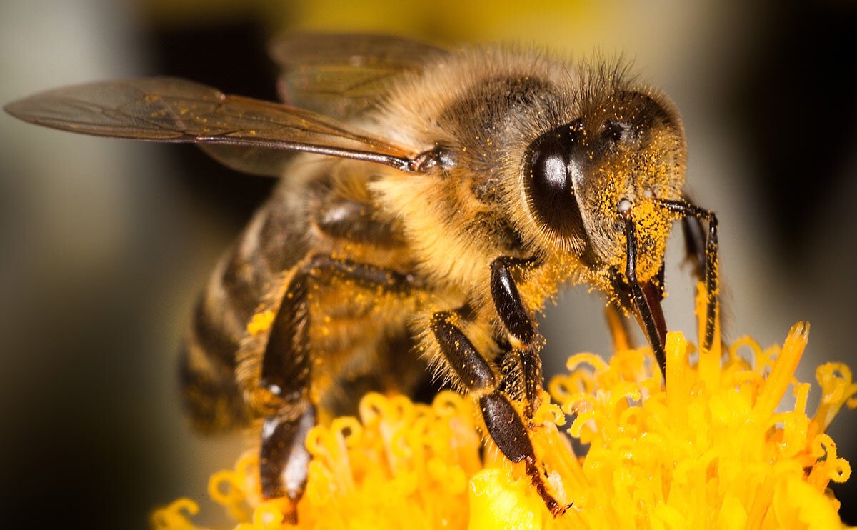 dadjokes1900's tweet photo. #WorldBeeDay this needs to be such a bigger topic and priority. Save the bees my dudes. Let’s talk bees https://t.co/DRJYFCntka