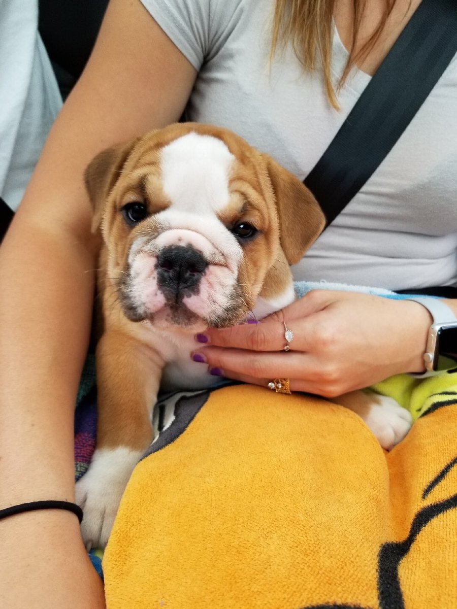 Sydney_Fox_'s tweet photo. I’m obsessed with my new wrinkly nugget 💘🐾 https://t.co/Hw1NHjTR0T
