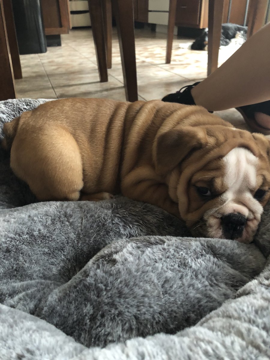 Sydney_Fox_'s tweet photo. I’m obsessed with my new wrinkly nugget 💘🐾 https://t.co/Hw1NHjTR0T