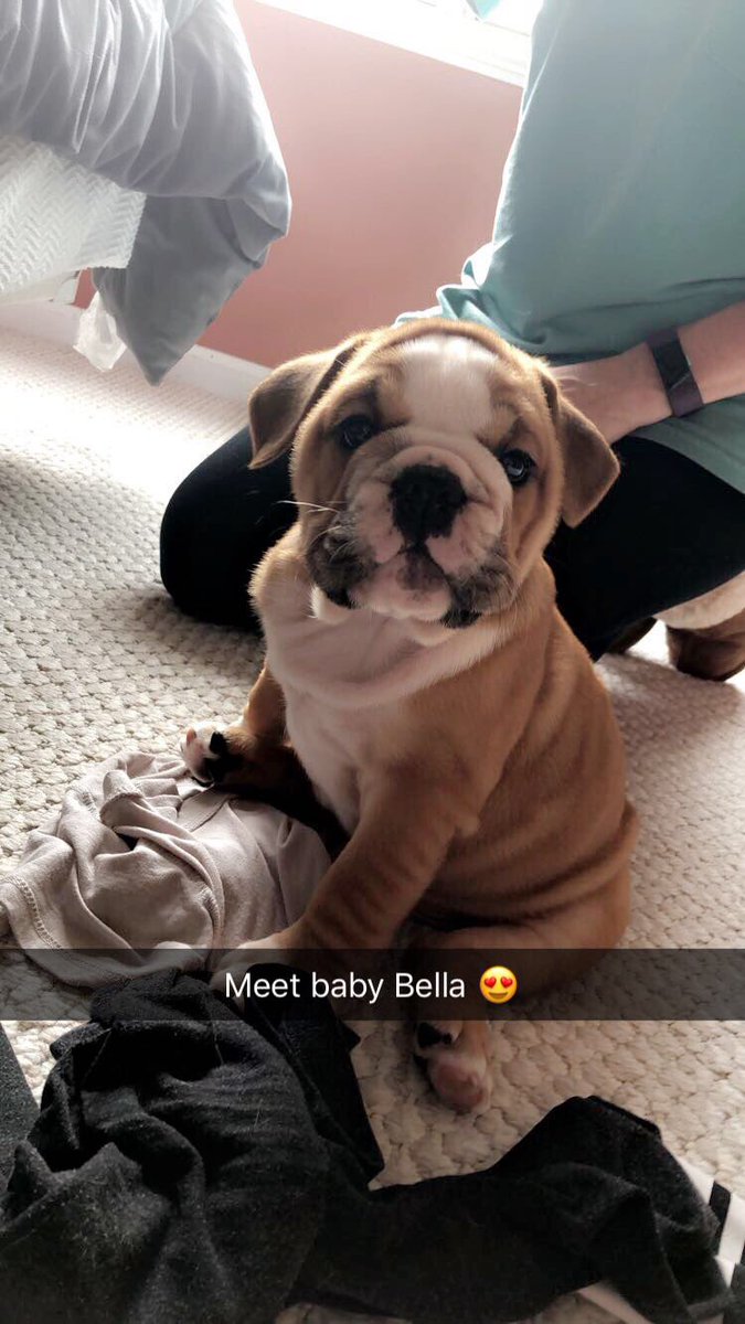 Sydney_Fox_'s tweet photo. I’m obsessed with my new wrinkly nugget 💘🐾 https://t.co/Hw1NHjTR0T