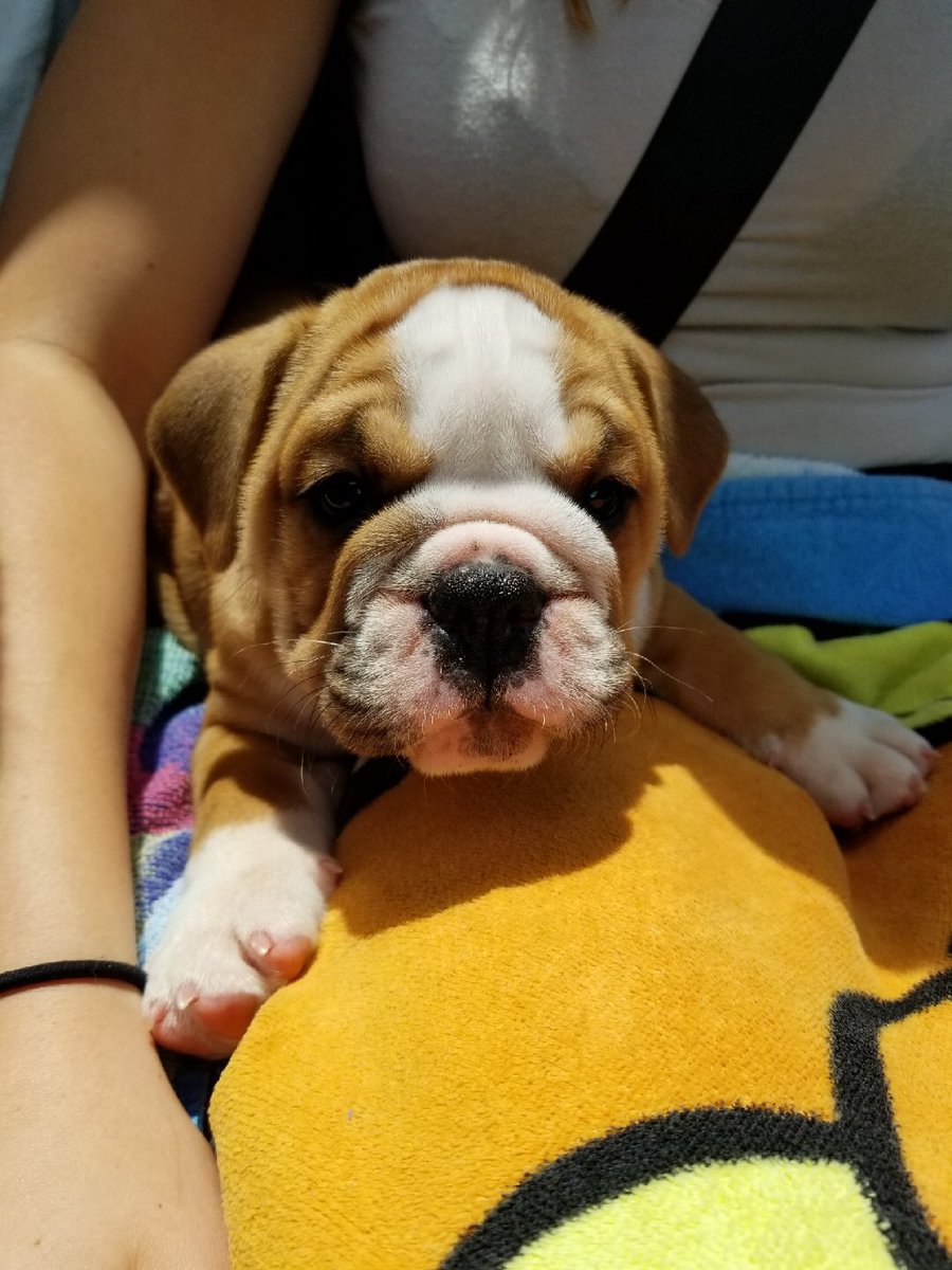 Sydney_Fox_'s tweet photo. I’m obsessed with my new wrinkly nugget 💘🐾 https://t.co/Hw1NHjTR0T