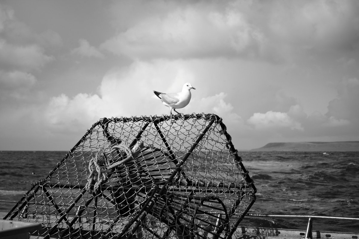 Chatham Island Food tweet media