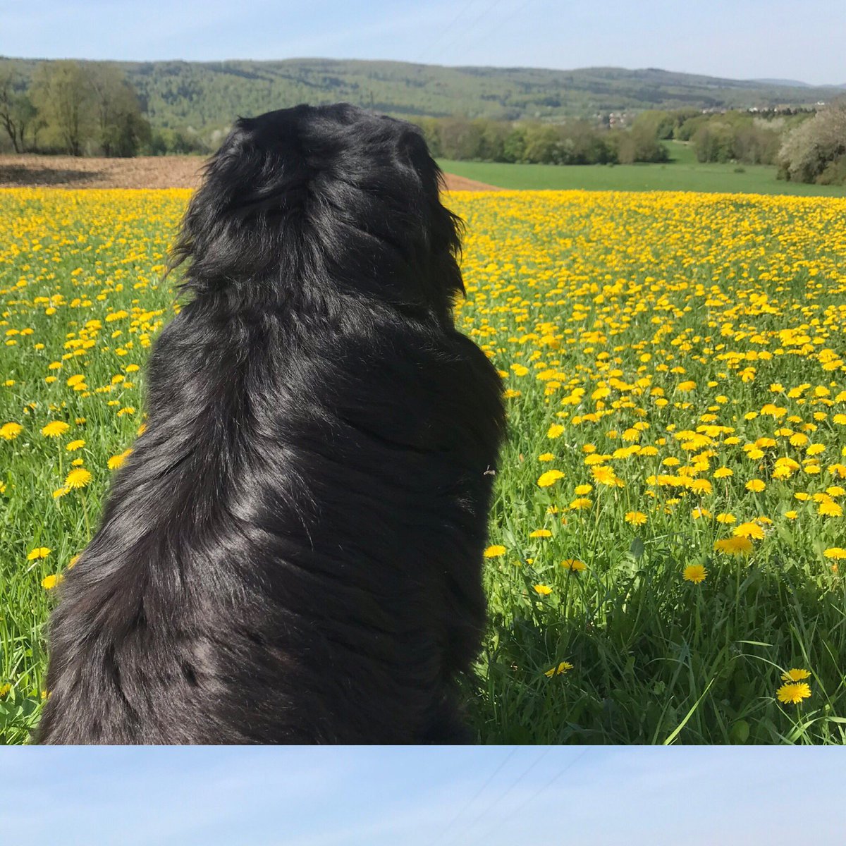 livchine's tweet photo. Relâches 12 ,15,16, 19 juillet. La Nuit Unique . Dans la prairie au bord du Rhône , toute une nuit , avec Mariole qui surveillera. https://t.co/flTa5vPRW9