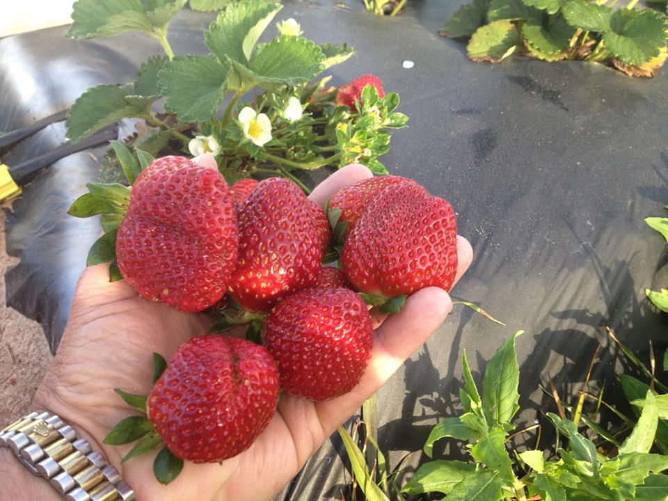 LaneSouthern's tweet photo. A visit to #LaneSouthernOrchards is #BerryFun! ๐ #Strawberry season is coming to an end, so visit us soon to pick your own.
#PickStrawberriesDay @GeorgiaGrown @ExploreGeorgia https://t.co/OJME25C52g