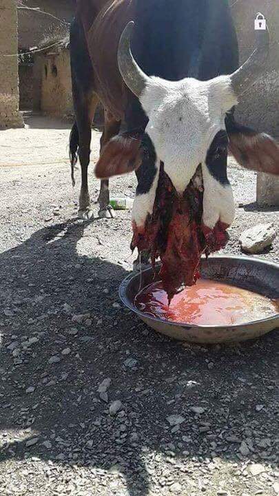 ZHassani7's tweet photo. These pics circulating on #AFG social media show a cow with a shattered mouth that reportedly #Taliban blew its mouth up with a grenade in #Norestan because its owner is a policeman.
P.s: this news not confirmed yet but the level of brutality is insane. https://t.co/NRJAUT5jX6