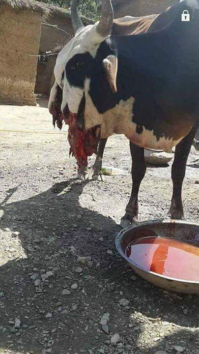 ZHassani7's tweet photo. These pics circulating on #AFG social media show a cow with a shattered mouth that reportedly #Taliban blew its mouth up with a grenade in #Norestan because its owner is a policeman.
P.s: this news not confirmed yet but the level of brutality is insane. https://t.co/NRJAUT5jX6