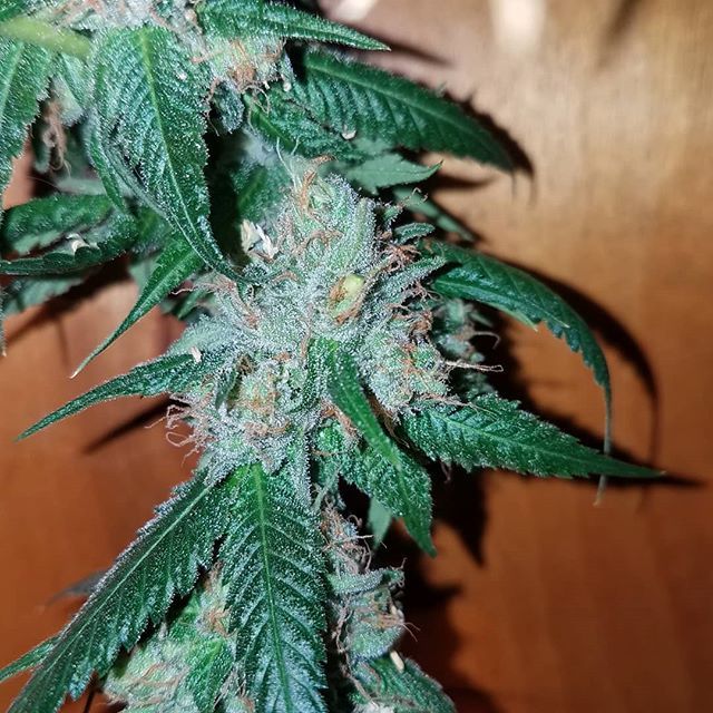 HouseOfMedsSF's tweet photo. 🌴Luci(Chem 91 x Butterscotch Hawaiian) The best description of this one is Butterscotch with something else that's hard to describe.  I would say it's a little bit of gas from the 91.🌴
.
.
🌿Luci x Sunset Sherbert coming soon from @ABFGenetics🌿
.
.
#A… https://t.co/u72N0JuIn2 https://t.co/Dn9tFhkhsA