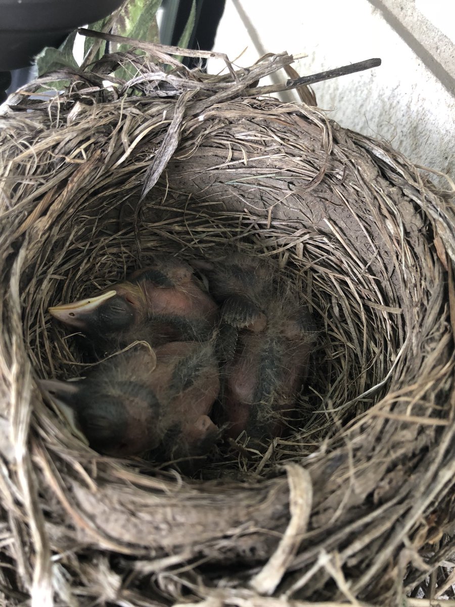 missheather74's tweet photo. My front porch babies are growing fast! Catching a few Zzzzzzz’s this morning while I snapped a quick pic. #frontporchnursery #newlife #babybirds #robinbabies https://t.co/OpLPIIW30n