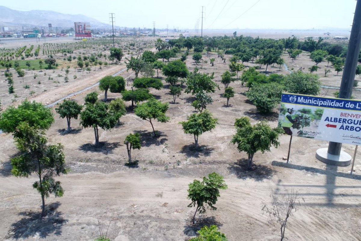 Agencia_Andina's tweet photo. Lima ya tiene un nuevo pulmón ecológico en Ancón https://t.co/ptx4bMTjAA https://t.co/dFE6lu3xEJ