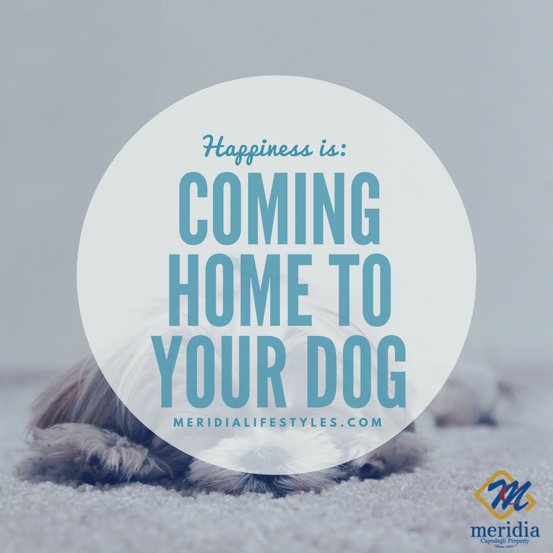 MeridiaLife's tweet photo. Share this if your dog is your best friend!

We know that your pets are more than just pets, they're family, and we are excited to welcome you and your four legged family into Meridia Lifestyles! Click here to schedule your tour: https://t.co/rYj1MJNGLi https://t.co/2KLRl2Z7oT
