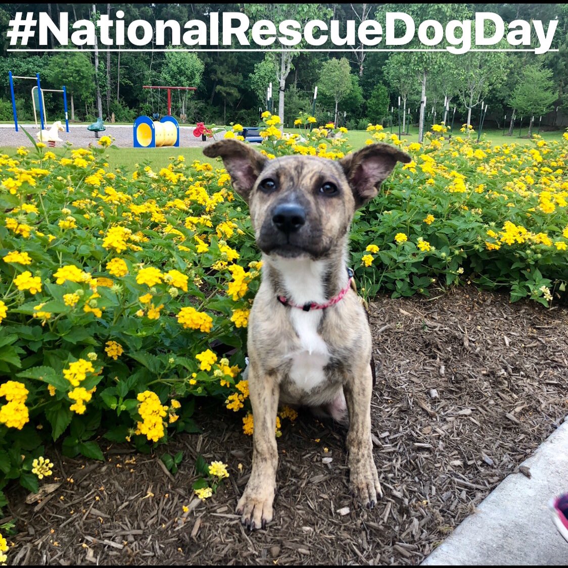 Bowser Beer tweet media