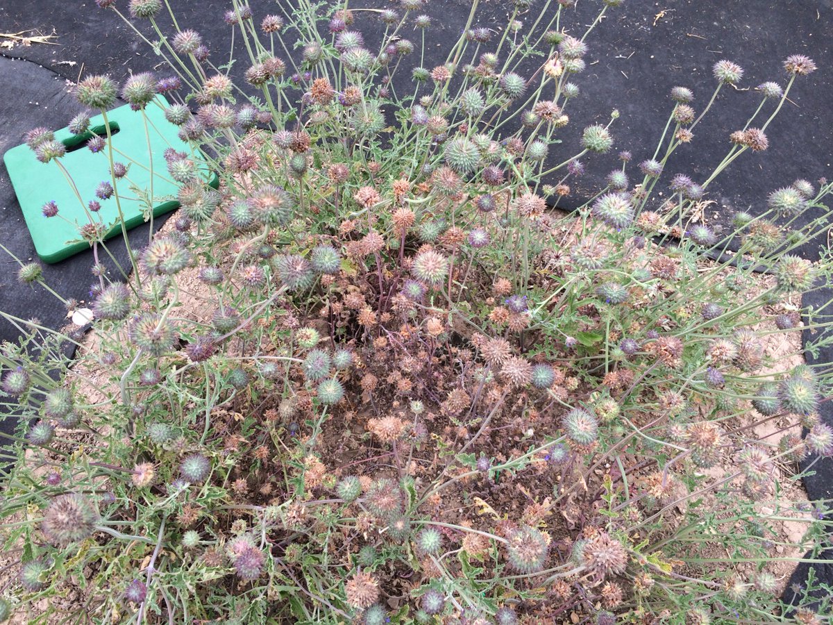 oecodynamics's tweet image. Would you have seen the juvenile rattlesnake in the plot? Look carefully, the available antivenin is only 1/25th to 1/5th as effective against Crotalus oreganus helleri (aka C. viridis helleri) compared to other rattlesnake species. #UCNRS #Sedgwick