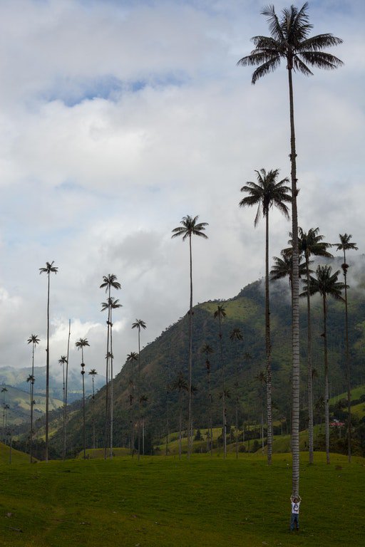 HdAnchiano's tweet image. Qué esbeltas son las palmeras del Valle de Cocora (Colombia). #humanforscale