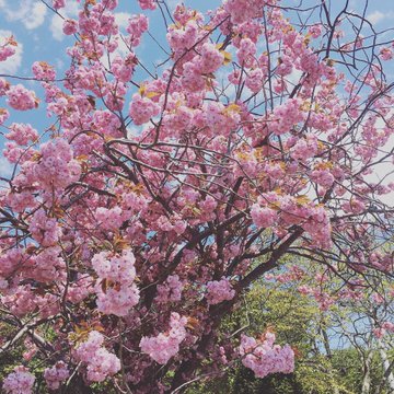 年有珠善光寺自然公園の石割桜 櫻花の見ごろは 開花状況と駐車場も紹介 Suguri Journal