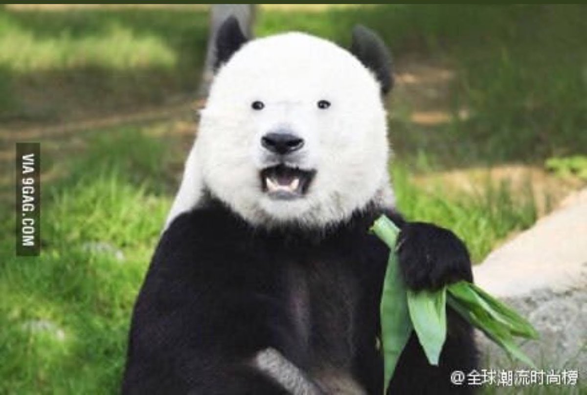 GhostofGarvey's tweet photo. @catjacarol01 @DrMandE_PNS @CarrieCnh12 @mswhitecoat @dawg4life99 @9toed_Viking (Cue the WTF panda) That's a hard 43 trips around the sun. So hard.
#citymiles https://t.co/OJbXP3EkiV
