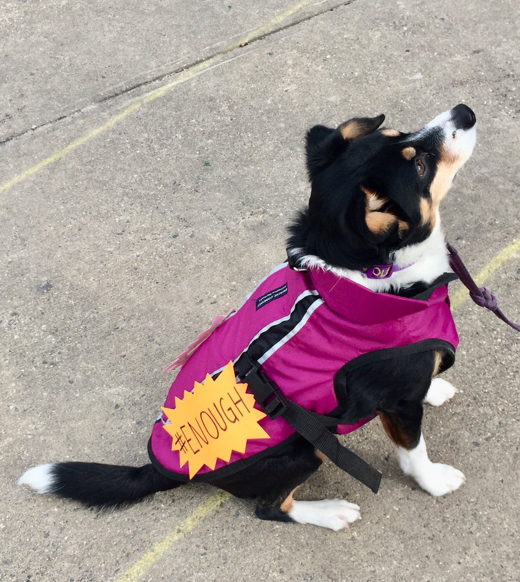 janna_bastone's tweet photo. #NationalRescueDogDay #canineactivist #EnoughIsEnough https://t.co/lCMoixsp24