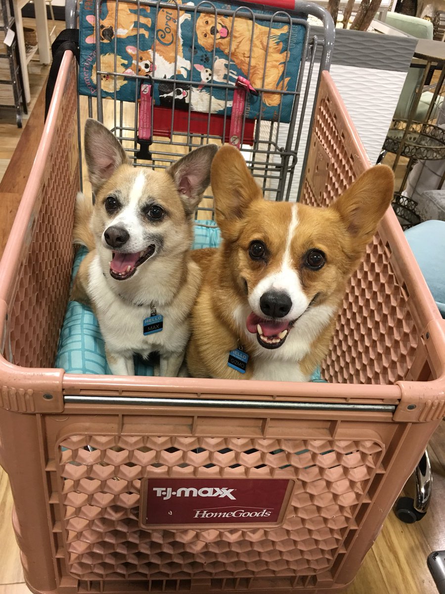 Thankful that <a href="/tjmaxx/">TJ Maxx</a> and <a href="/HomeGoods/">HomeGoods</a> allow these fur babies to accompany me while I shop! #corgi #chorgi