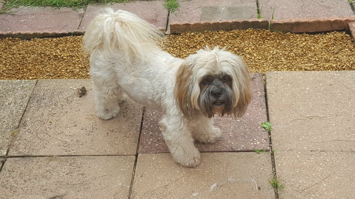 MisterBodangles's tweet photo. Been helping Mum and Dad in the garden today, apparently peeing up the plant pots was not part of the deal. #dogsoftwitter #busyboy https://t.co/bZIWNoZHLf