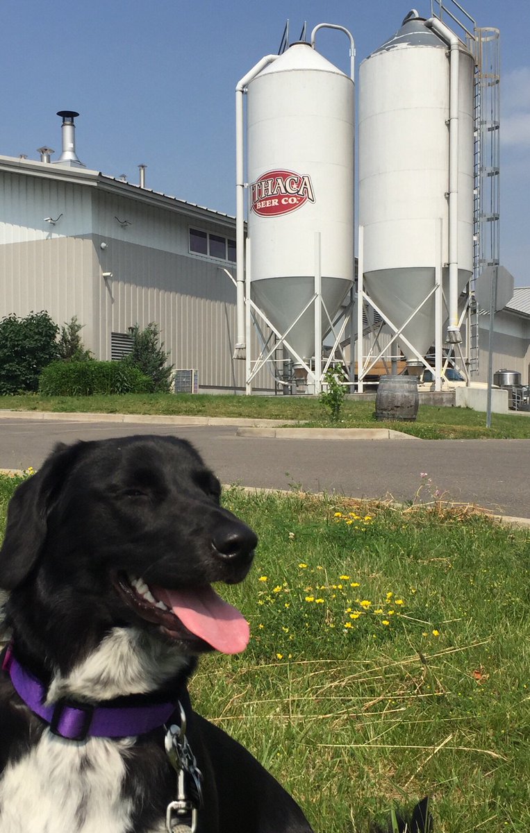 IthacaBeerWNY's tweet photo. Happy #RescueDogDay to my dog Buffy. She was found in a graveyard, but now visits @ithacabeer!
If you have a dog, have a few #flowerpowers and take him/her for a walk or play some fetch! They’ll love it and so will you https://t.co/oprwHftXmW