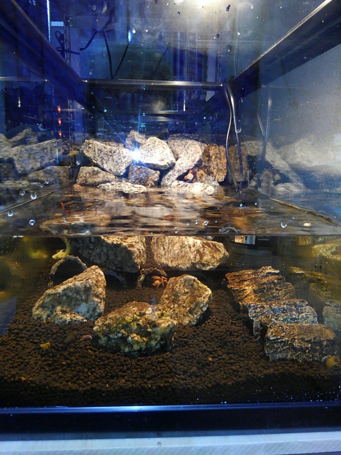 けんいち ペット Twitter પર カニのほうは5つの水槽に分けて飼っていたバンパイアクラブ ディープレッドバンパイアクラブ ブルーバンパイアクラブ カリマンタンクラブ バディッククラブ レッドアップルクラブ サワガニの7種類が夢の共演 けんいち ペット Twitter પર カニのほうは5つの水槽に分けて飼っていたバンパイアクラブ ディープレッドバンパイアクラブ ブルーバンパイアクラブ カリマンタンクラブ バディッククラブ レッドアップルクラブ サワガニの7種類が夢の共演