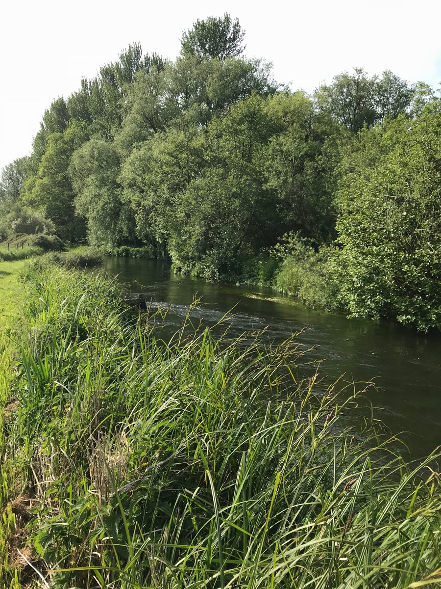RifflePool's tweet image. The glorious Little River (Test) at Nursling on a sunny afternoon this week. Minimal mayfly hatch but expect within one or two weeks will be full blown. After the snow and poor wet Spring everything seems to be a few week late.