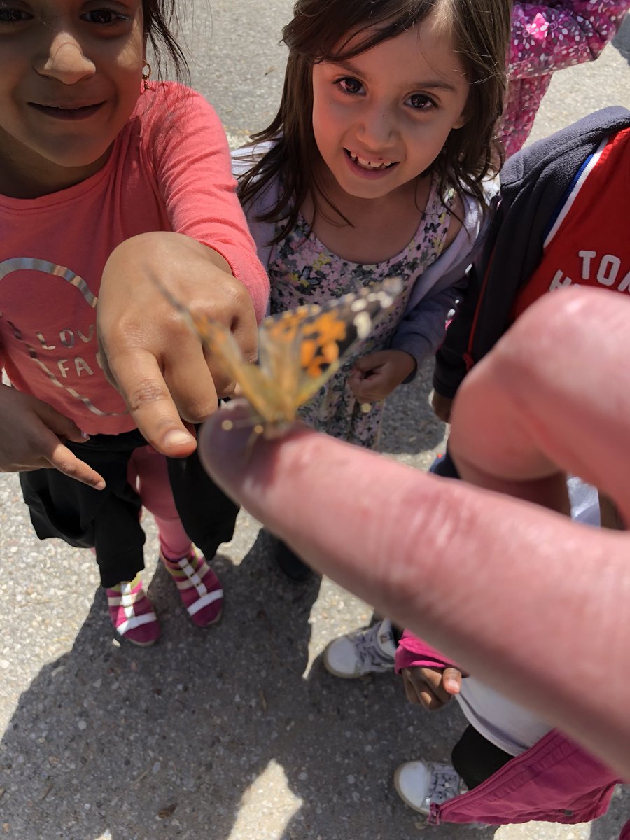 Mr_JayRoberts's tweet photo. We released our butterflies. @ASPS_TDSB @LC3_TDSB @EarlyYearsTDSB @tdsb https://t.co/uKrEzBRAic