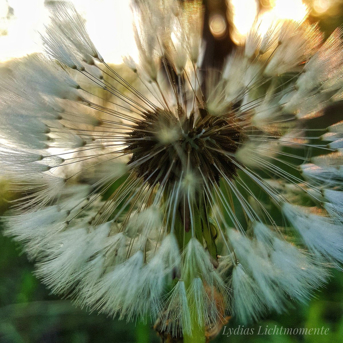 LLichtmomente's tweet photo. "Ruhe ist der Schlaf, der Klugheit ernährt." Francis Bacon
#pusteblume #morgendämmerung #morgentau #schönheitdesaugenblicks #kleinedinge #ruhefinden #ruhe #natur #spruch #zitateundsprueche #francisbacon https://t.co/sG4IqgIEJC